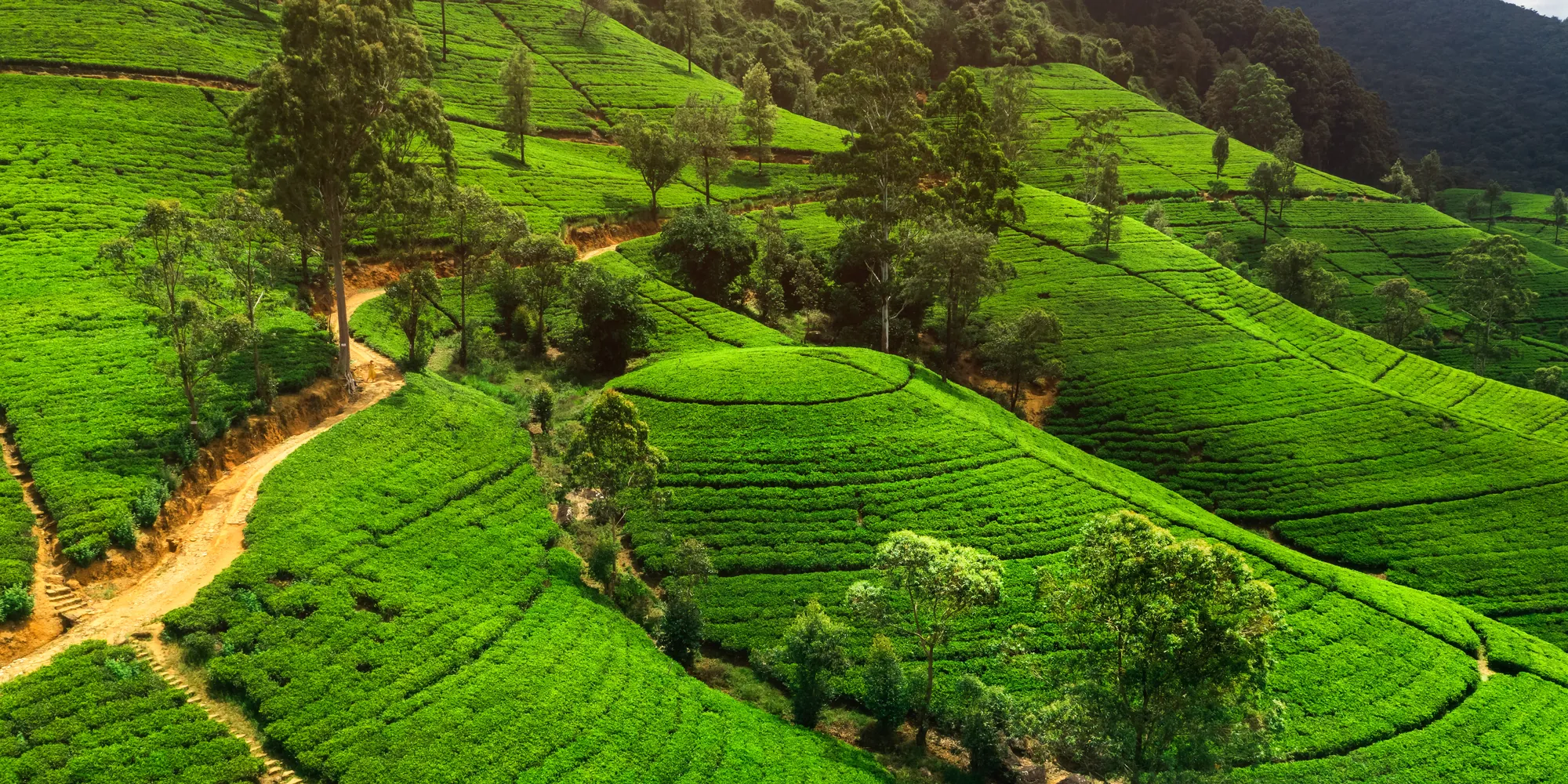 The 7 Agro-Climatic Regions of Ceylon Tea: Elevation, Terroir & Tasting Profile Guide