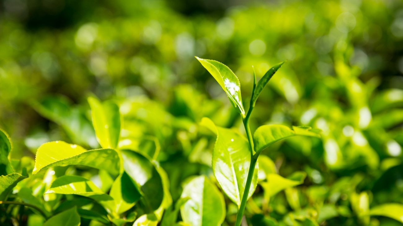 Ceylon tea bushes, green plantations of Sri Lanka. Harvest fields