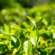 Ceylon tea bushes, green plantations of Sri Lanka. Harvest fields