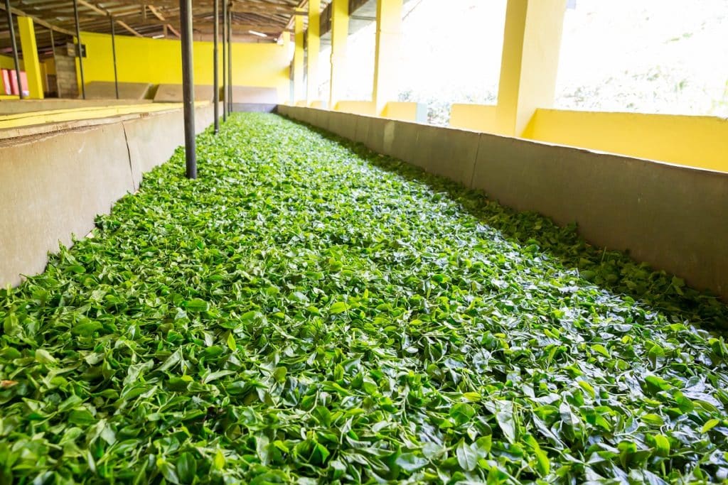 Ceylon tea leaves drying process. Sri Lanka factory