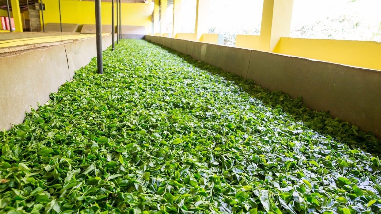 Ceylon tea leaves drying process. Sri Lanka factory
