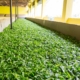 Ceylon tea leaves drying process. Sri Lanka factory