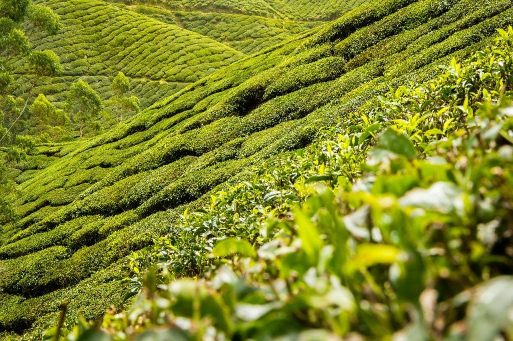 Tea Leaves