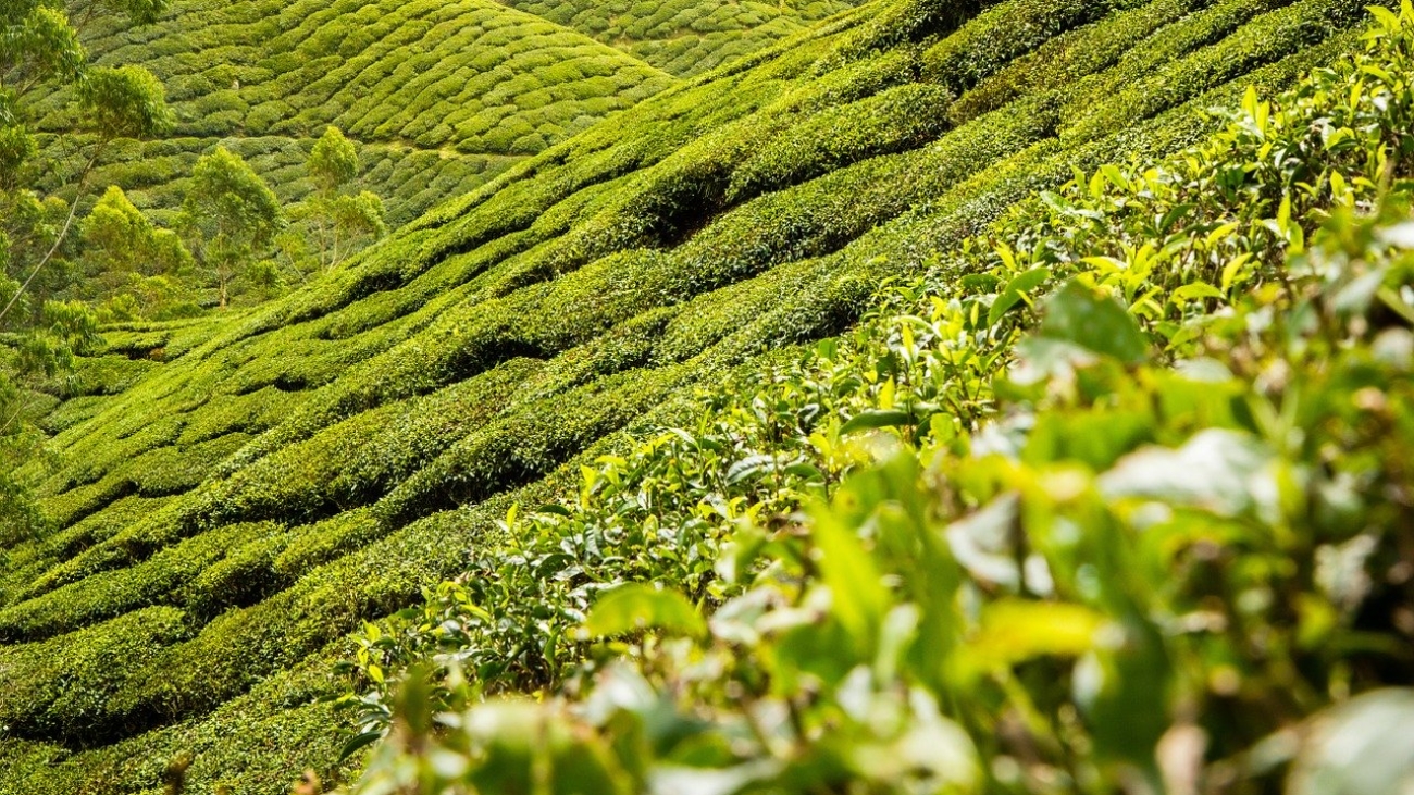 Tea Leaves