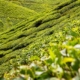 Tea Leaves