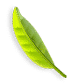 category-back-leaf2