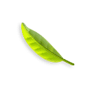 tea-leaf-2